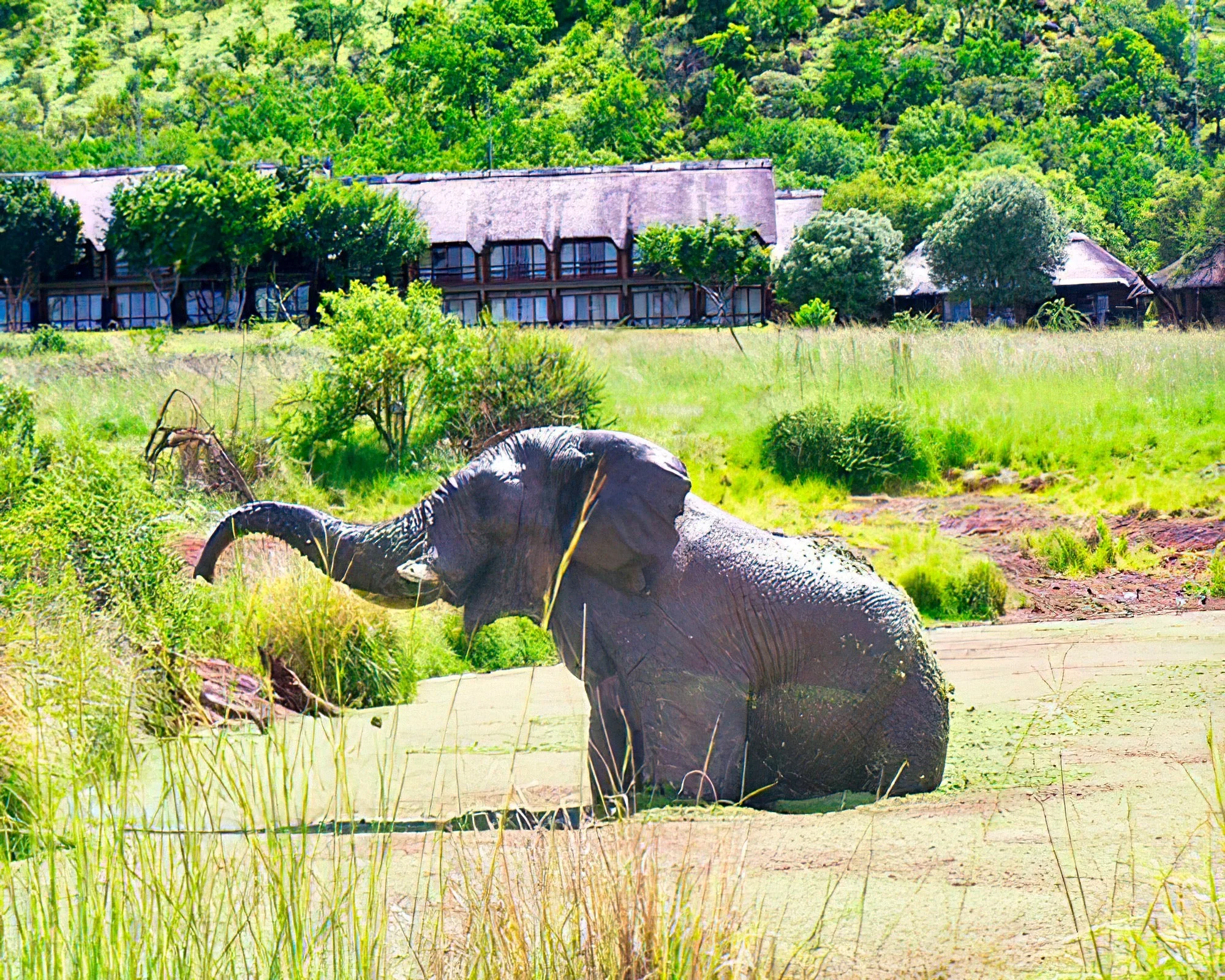 Bakubung Bush Lodge - Image 15